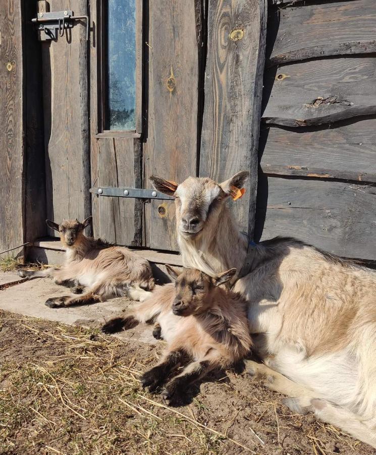 Agroturystyka Pod Pstragiem Lipnica  Exterior foto